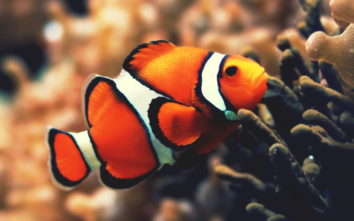 Screenshot №1 pro téma Nemo Fish 1440x900