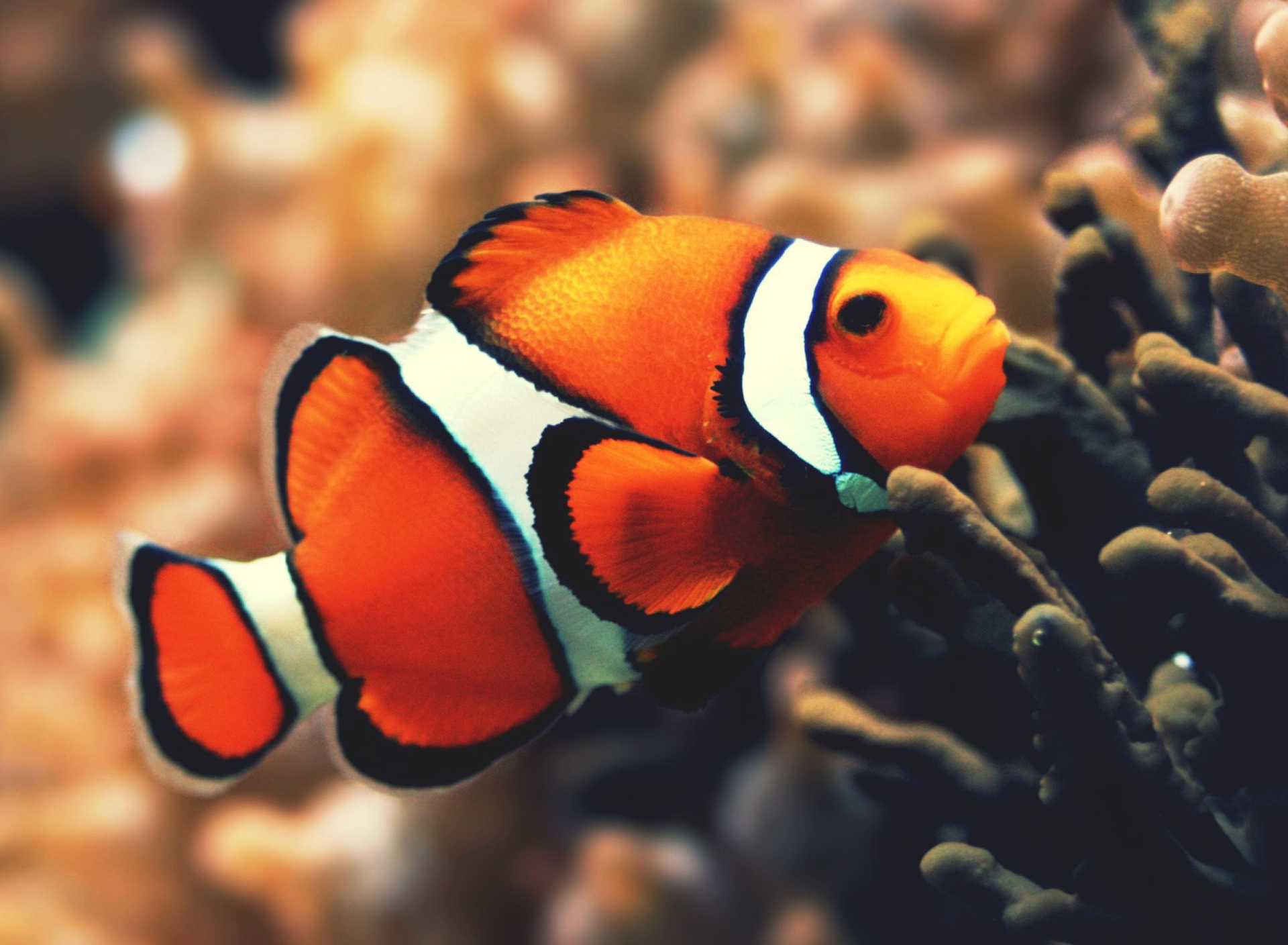 Nemo Fish screenshot #1 1920x1408