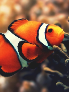 Nemo Fish screenshot #1 240x320