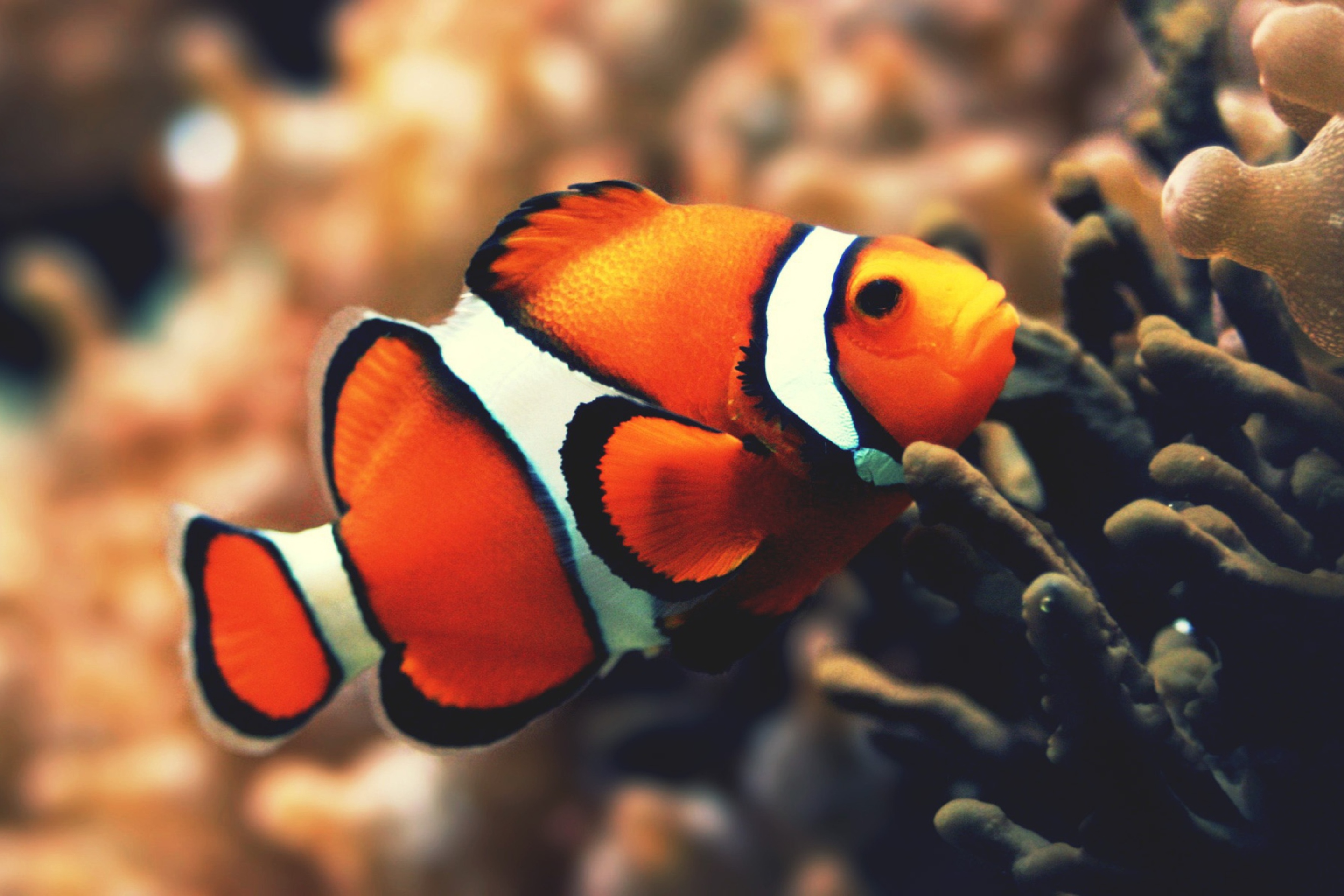 Fondo de pantalla Nemo Fish 2880x1920