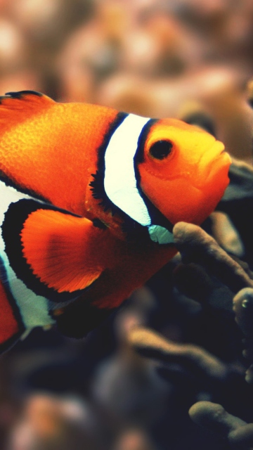 Nemo Fish screenshot #1 360x640