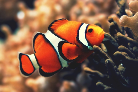 Nemo Fish wallpaper 480x320