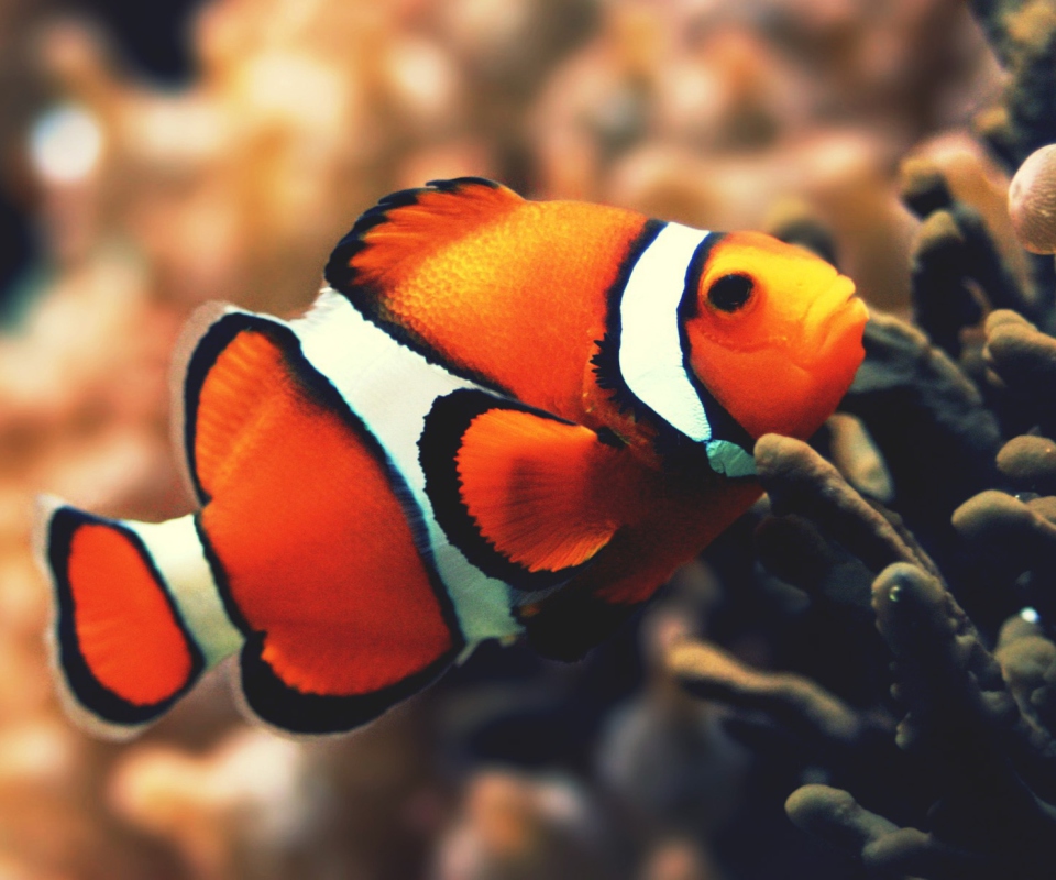 Nemo Fish wallpaper 960x800