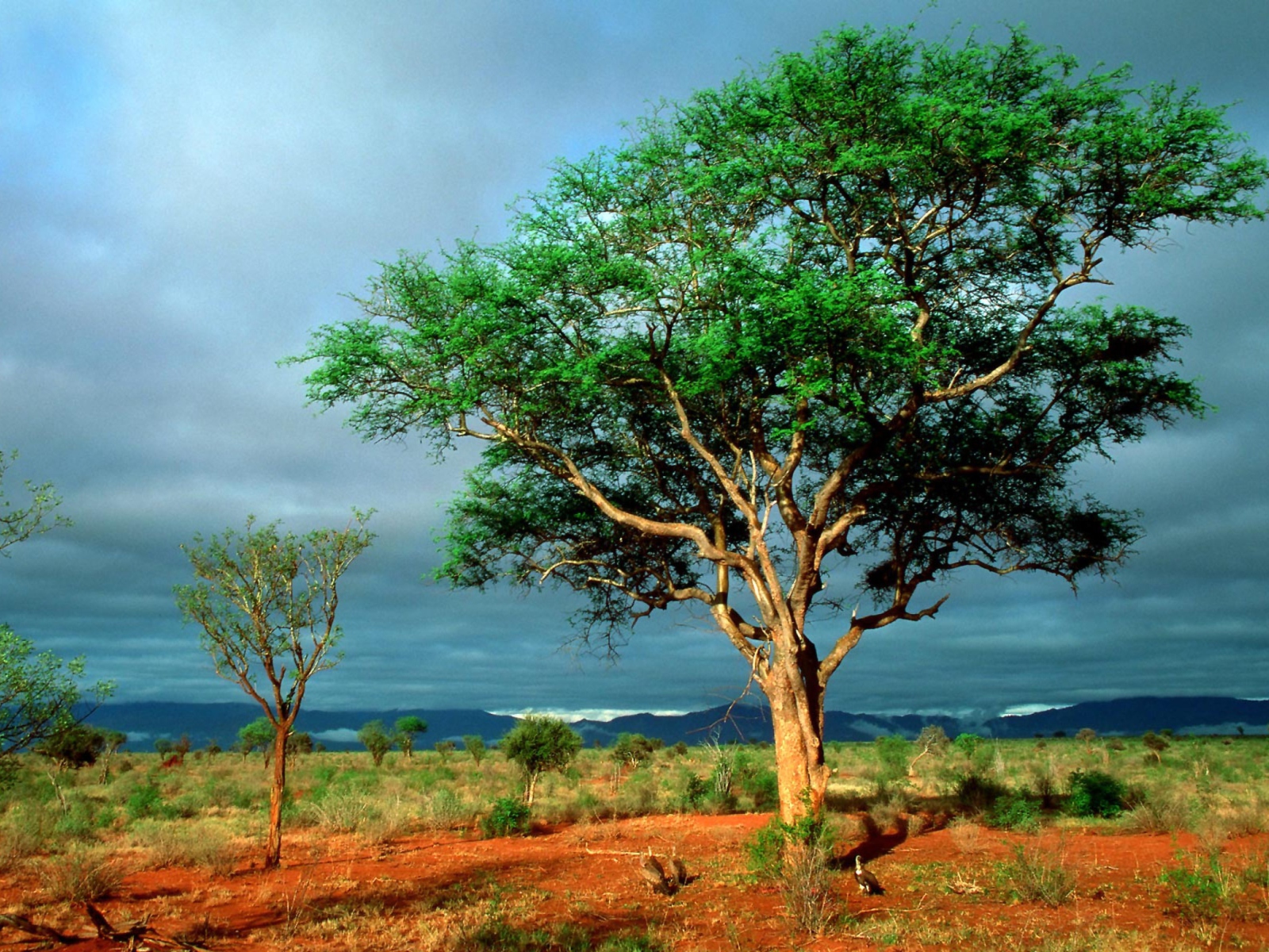 Screenshot №1 pro téma African Kruger National Park 1600x1200