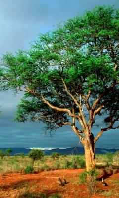 African Kruger National Park screenshot #1 240x400