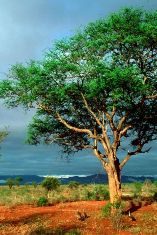 Fondo de pantalla African Kruger National Park 320x480