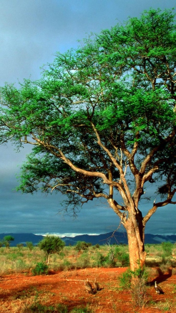 African Kruger National Park wallpaper 360x640