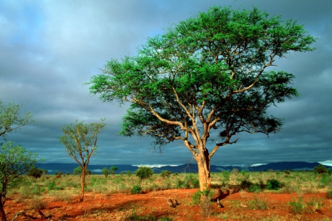 African Kruger National Park screenshot #1 480x320