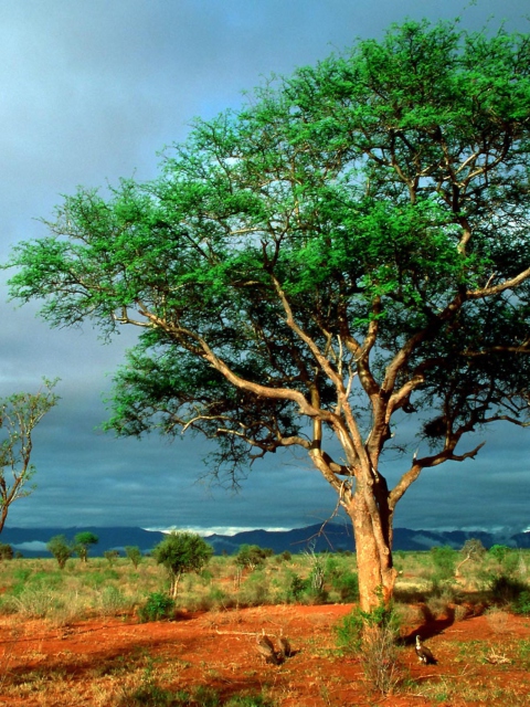 Screenshot №1 pro téma African Kruger National Park 480x640
