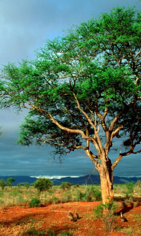Screenshot №1 pro téma African Kruger National Park 480x800