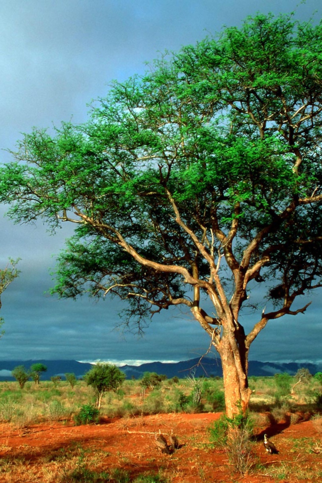 African Kruger National Park screenshot #1 640x960
