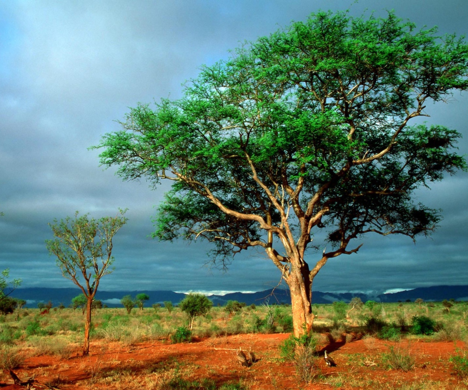 Обои African Kruger National Park 960x800