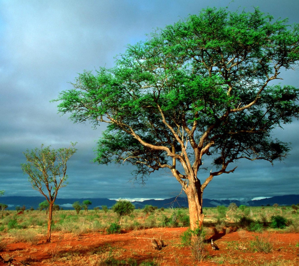 Обои African Kruger National Park 960x854