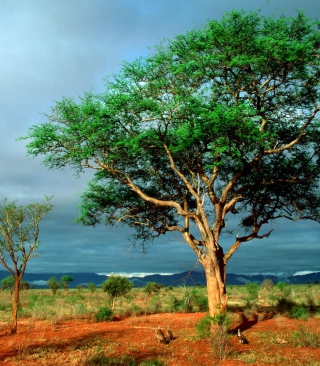 African Kruger National Park - Obrázkek zdarma pro Nokia X3