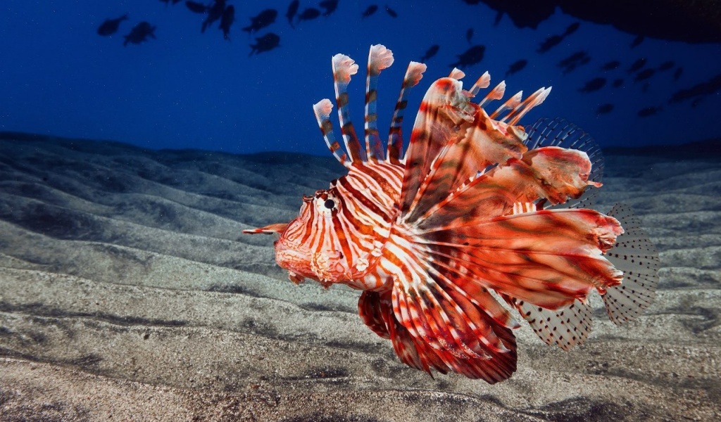 Обои Pterois, Lionfish 1024x600