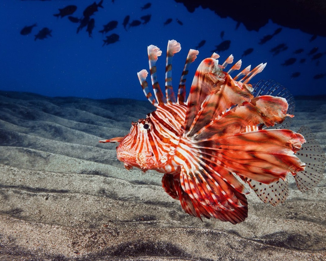 Fondo de pantalla Pterois, Lionfish 1280x1024