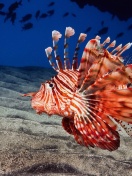 Fondo de pantalla Pterois, Lionfish 132x176