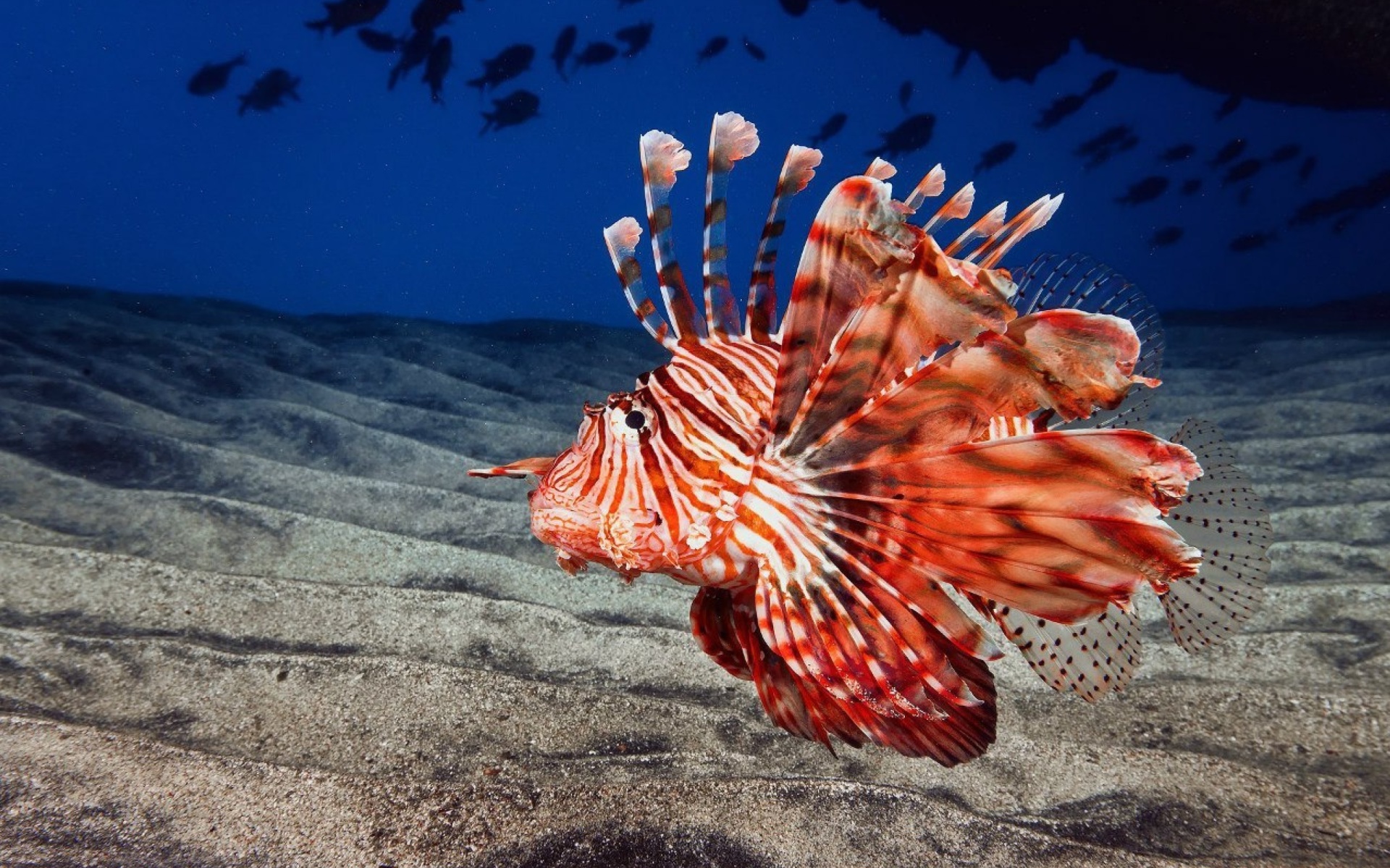 Fondo de pantalla Pterois, Lionfish 1920x1200