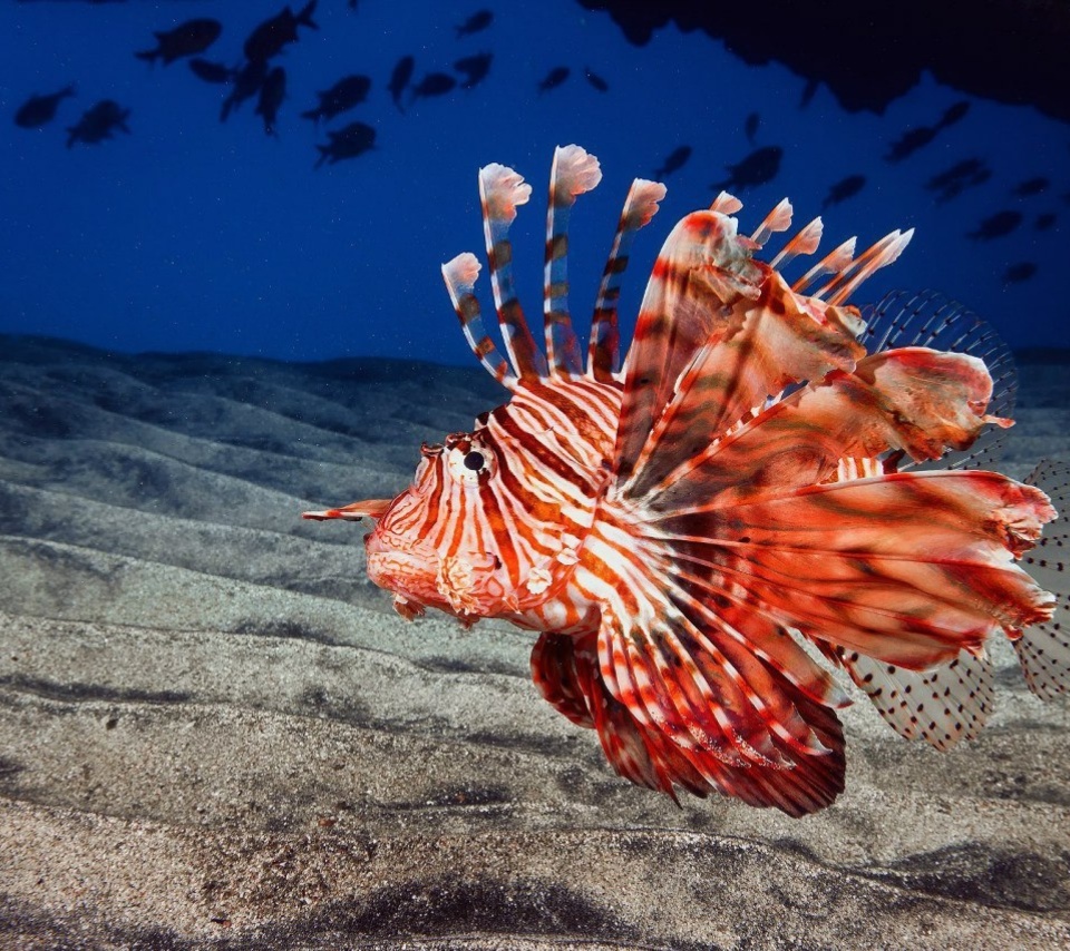 Обои Pterois, Lionfish 960x854