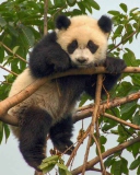 Fondo de pantalla Cute Panda 128x160