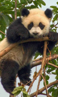 Sfondi Cute Panda 240x400
