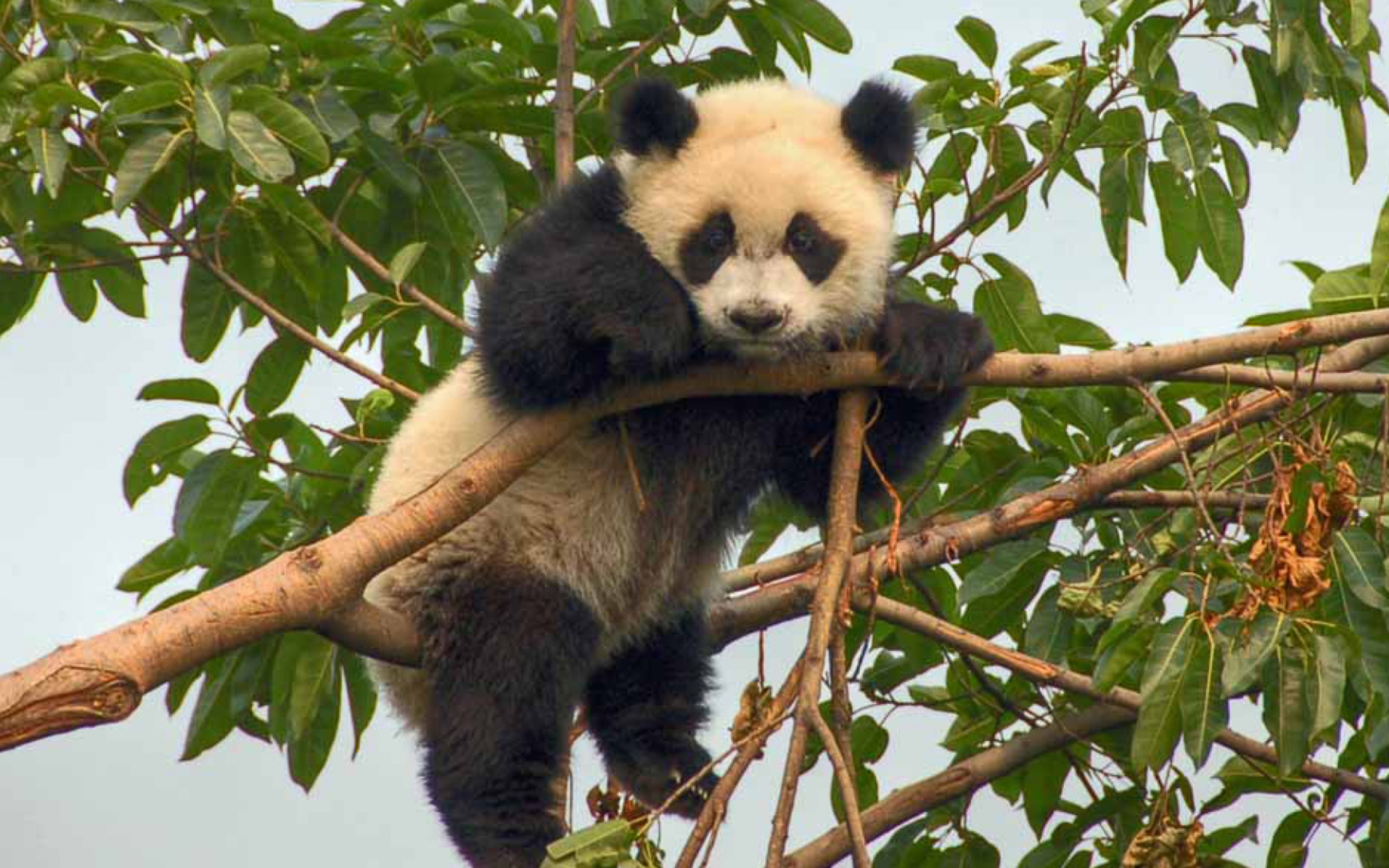 Sfondi Cute Panda 2560x1600