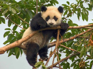 Sfondi Cute Panda 320x240