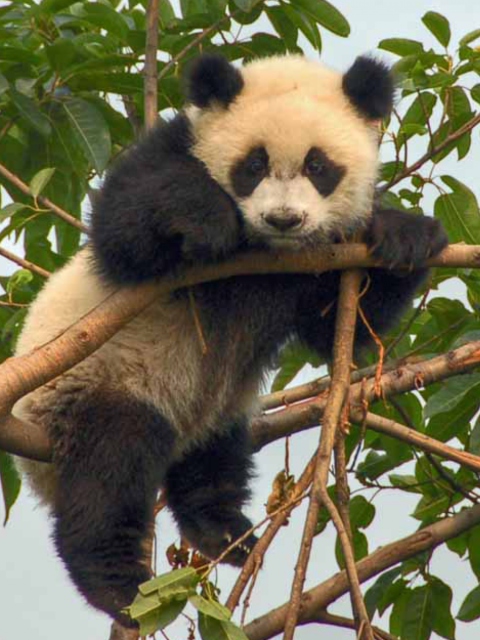 Fondo de pantalla Cute Panda 480x640