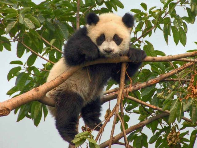 Sfondi Cute Panda 640x480