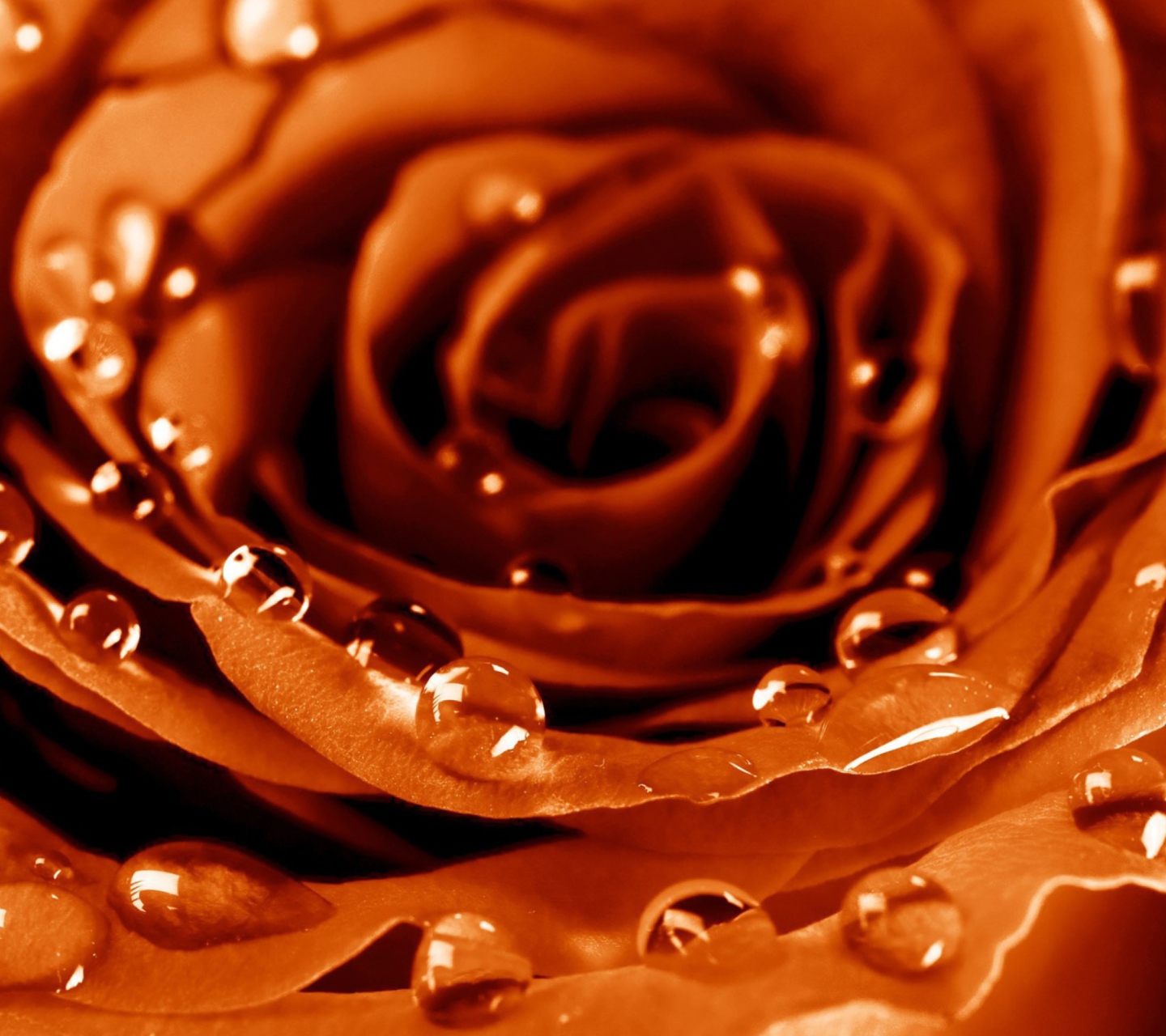 Fondo de pantalla Golden Rose 1440x1280