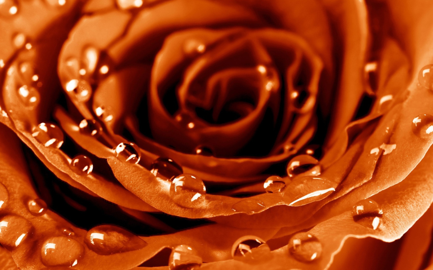 Sfondi Golden Rose 1440x900