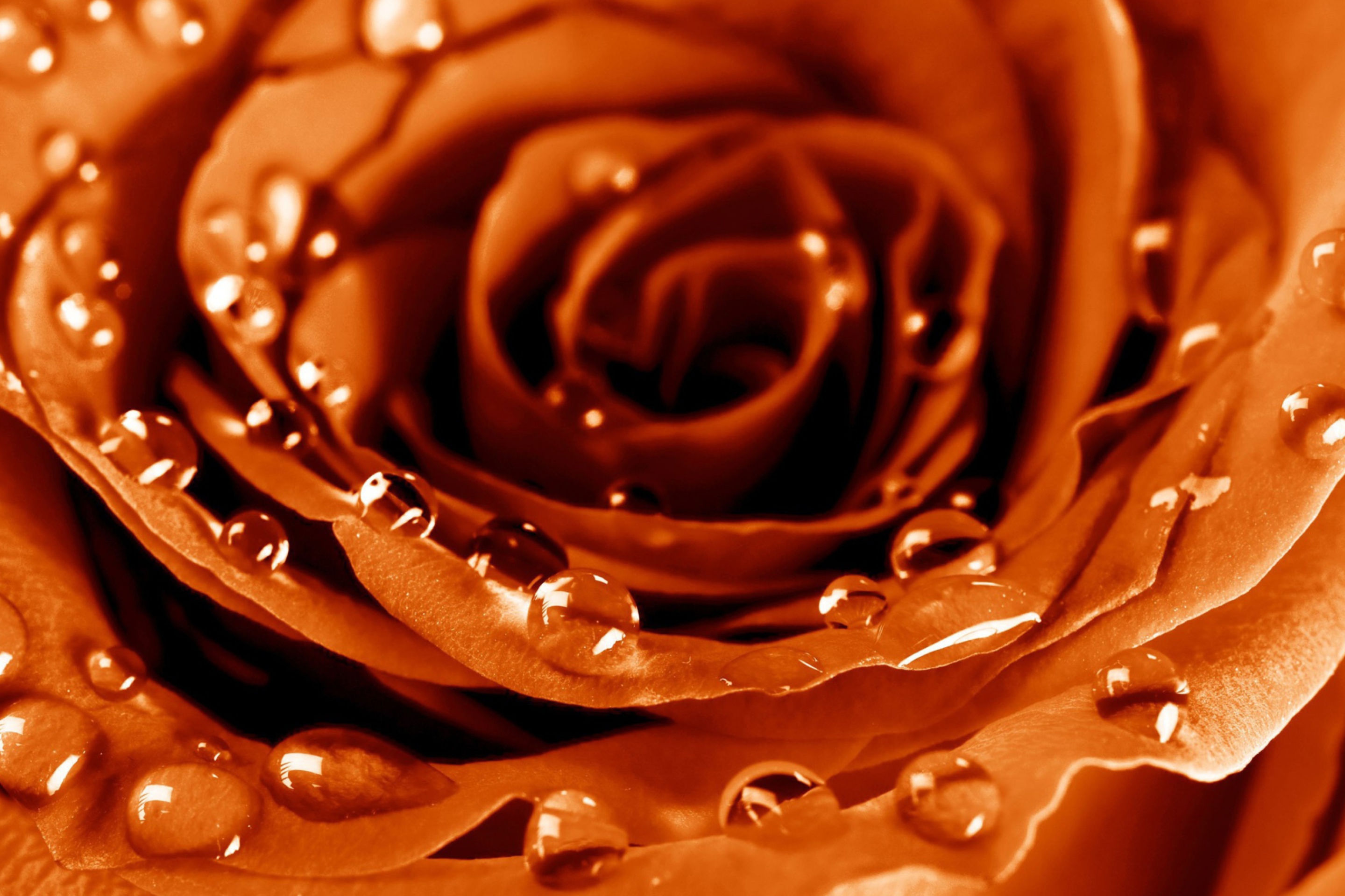 Das Golden Rose Wallpaper 2880x1920