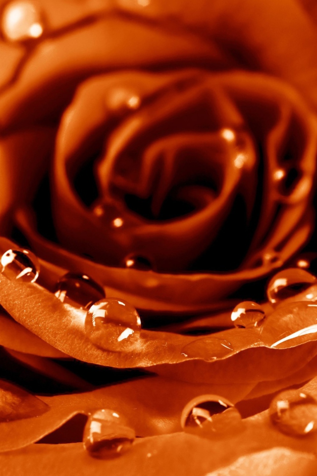 Fondo de pantalla Golden Rose 640x960