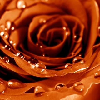 Free Golden Rose Picture for iPad 3