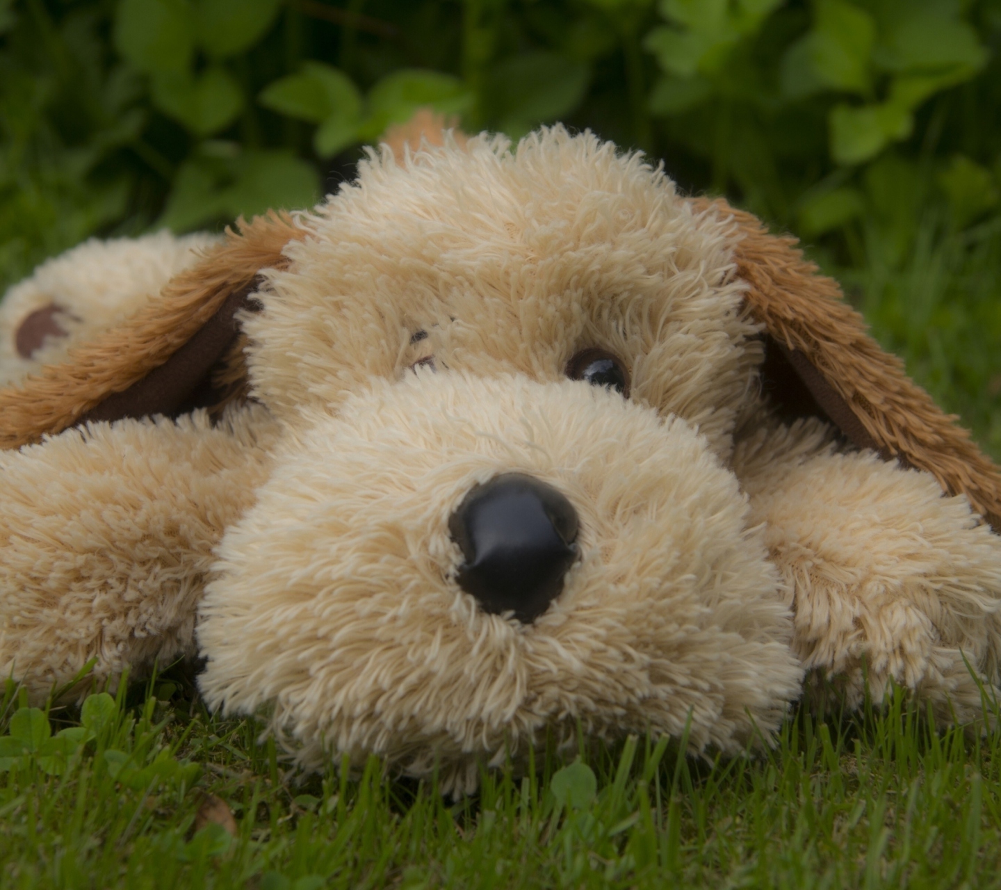 Sfondi Lonely Plush Dog 1440x1280
