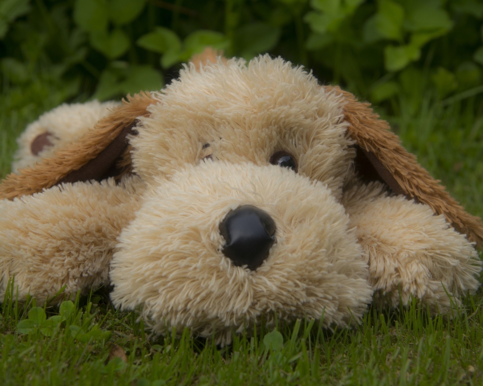 Sfondi Lonely Plush Dog 1600x1280