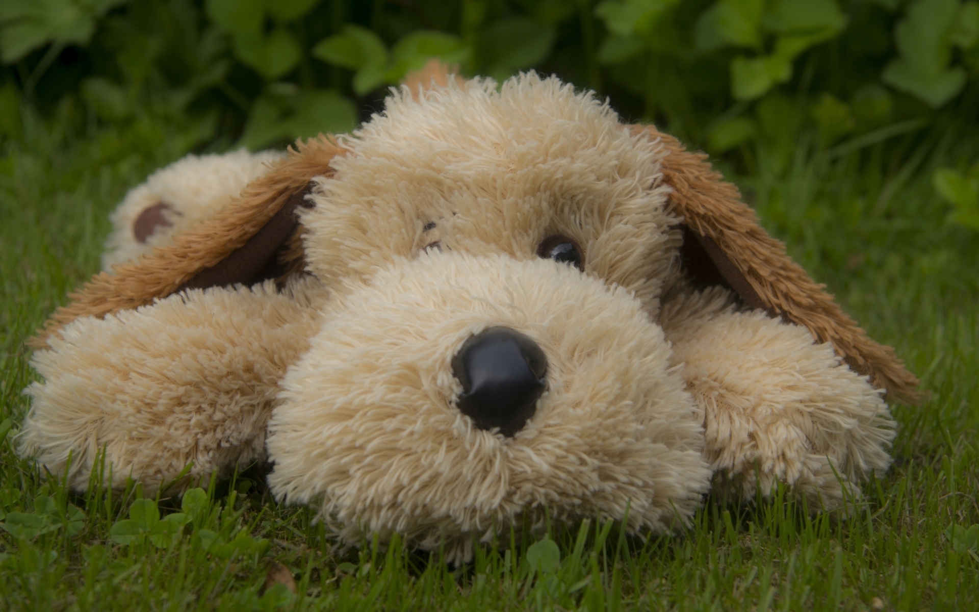 Lonely Plush Dog wallpaper 1920x1200