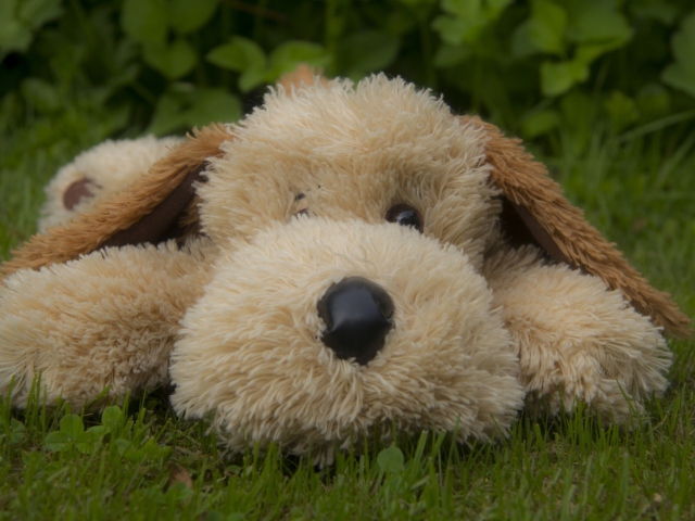 Lonely Plush Dog wallpaper 640x480