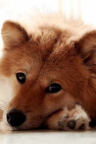 Cute Dog screenshot #1 320x480