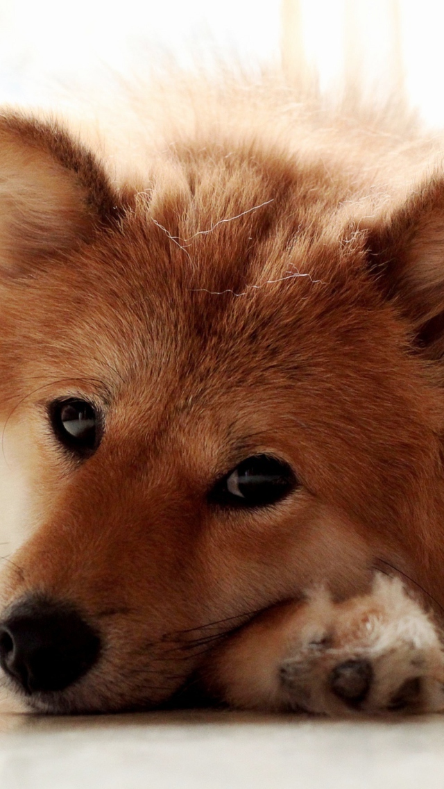 Cute Dog screenshot #1 640x1136
