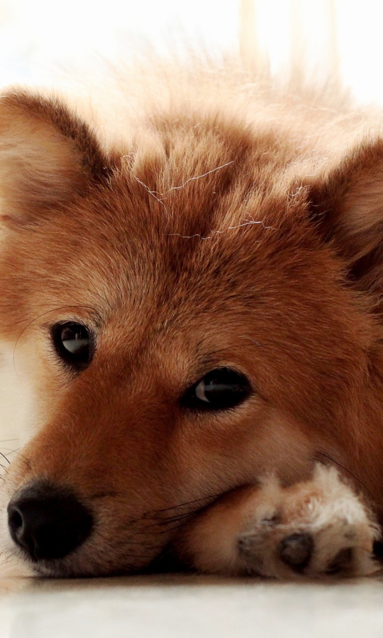 Cute Dog wallpaper 768x1280