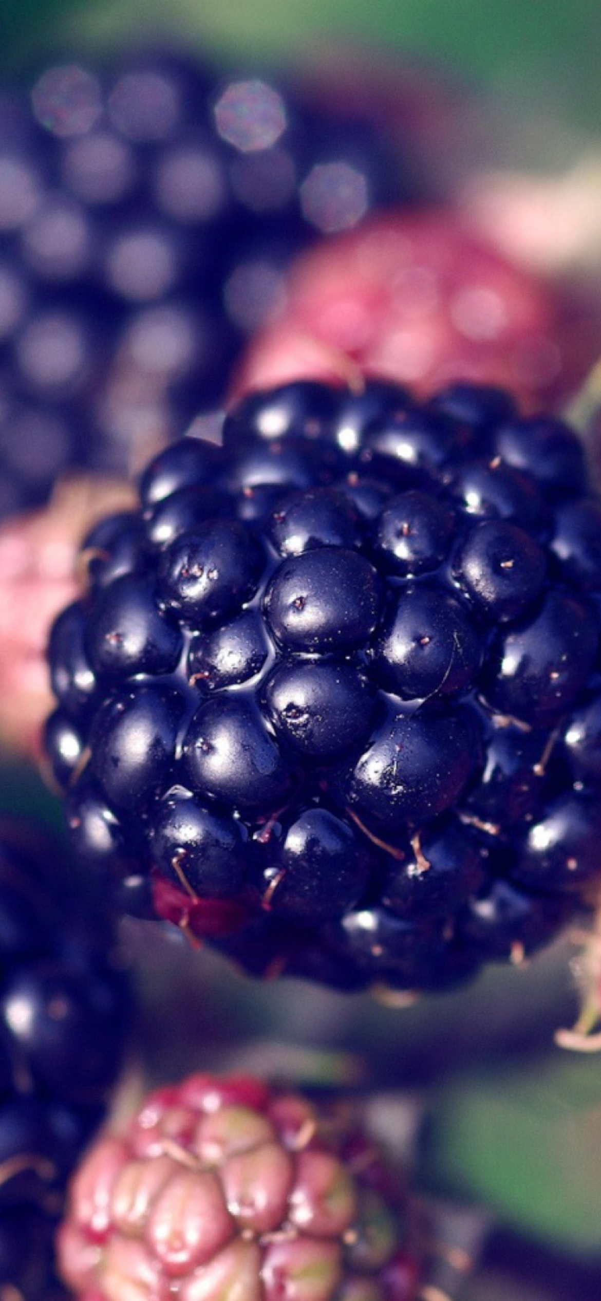 Sfondi Juicy Blackberries 1170x2532