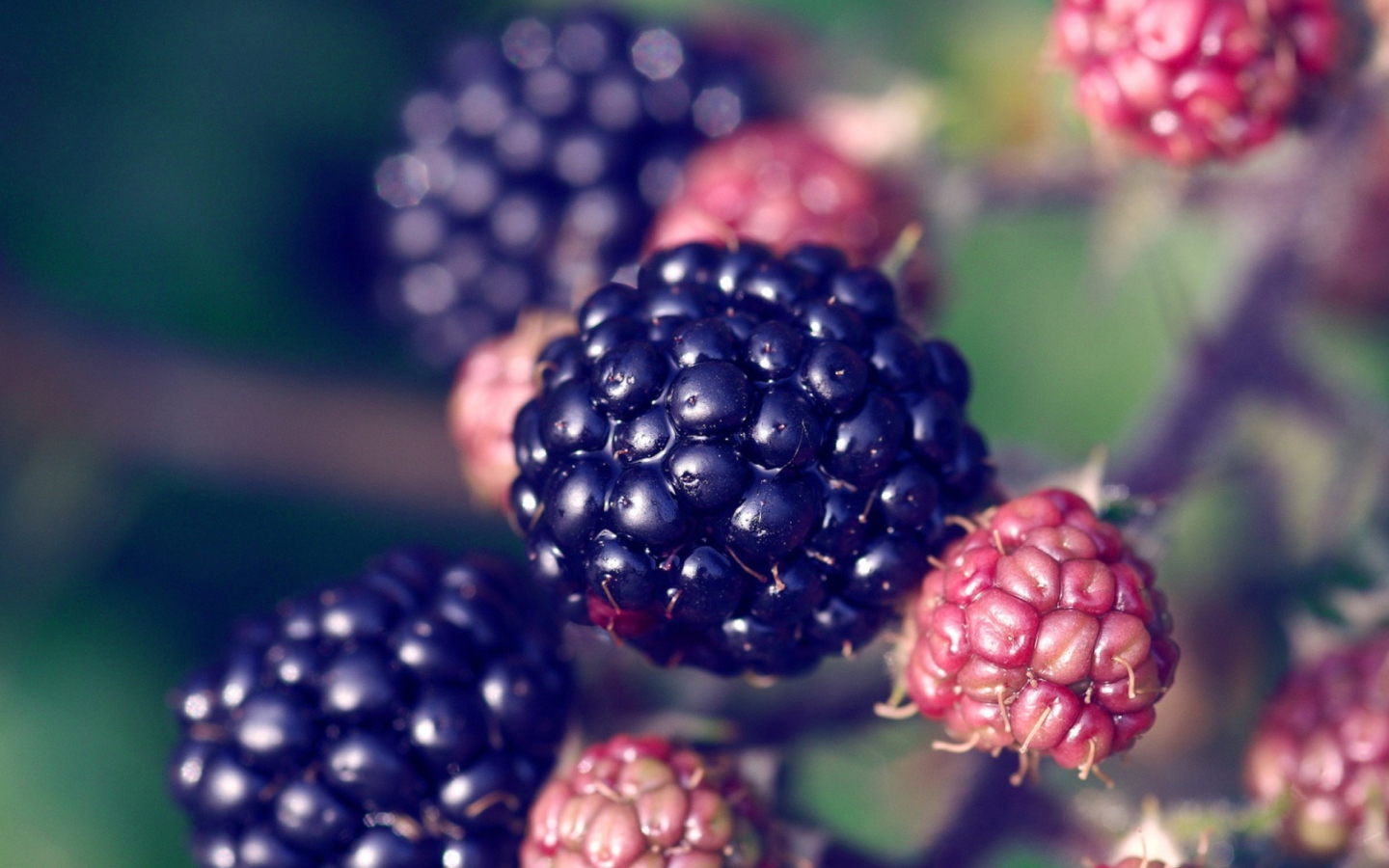 Das Juicy Blackberries Wallpaper 1440x900