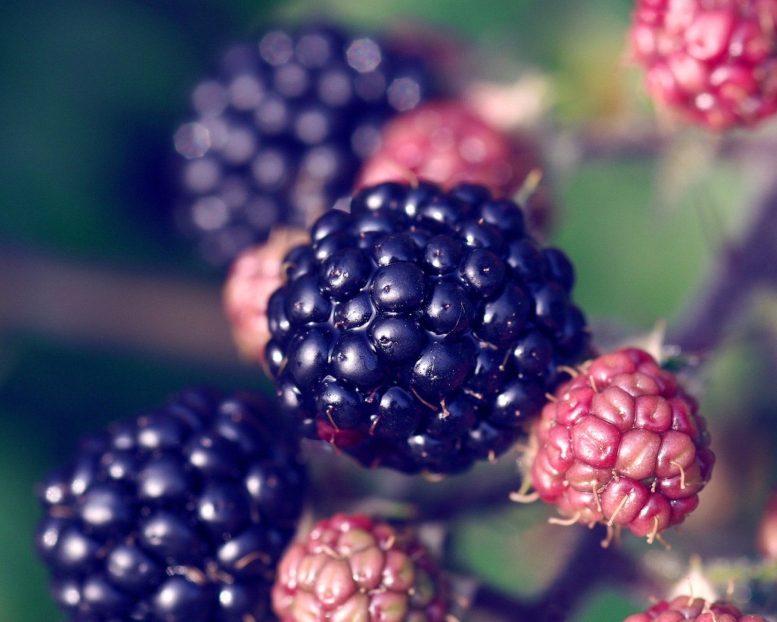Sfondi Juicy Blackberries 1600x1280