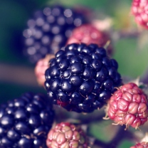 Sfondi Juicy Blackberries 208x208