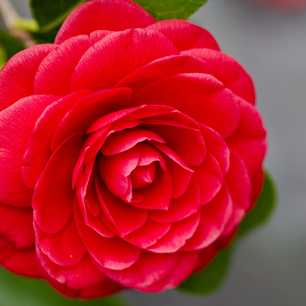 Das Camellia Wallpaper 1024x1024