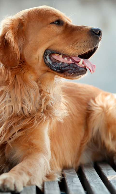 Retriever Dog wallpaper 480x800