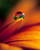 Drop On Flower wallpaper 128x160