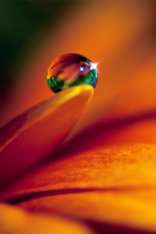 Drop On Flower wallpaper 320x480