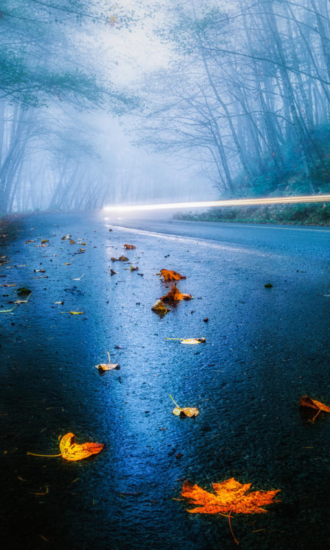 Das Mist Road Wallpaper 480x800